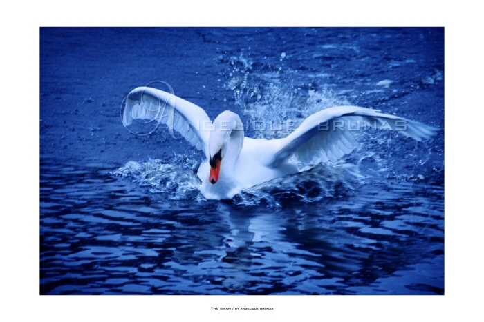 :: The swan ::