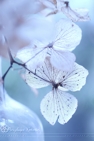 :: Botteled beauty ::