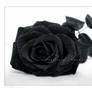 :: Black rose ::