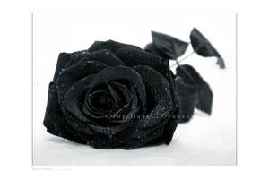 :: Black rose ::