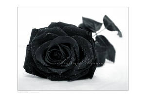 :: Black rose :: by Liek