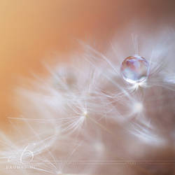 Held by a wish