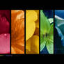:: Rainbow drops ::