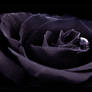 :: Dark rose ::