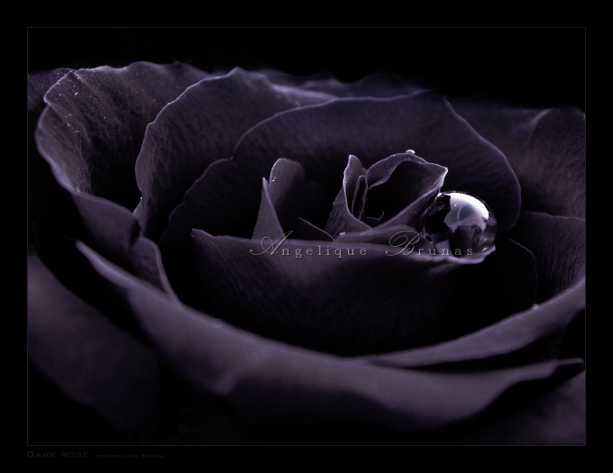 :: Dark rose ::