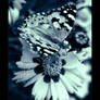 :: Butterfly ::