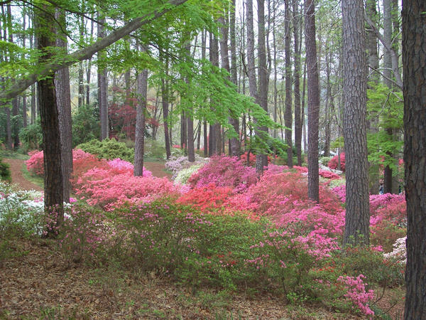 Callaway Gardens