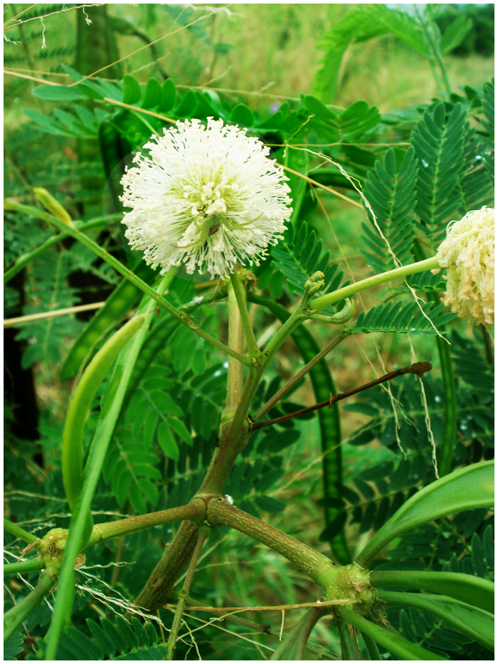 florzinha