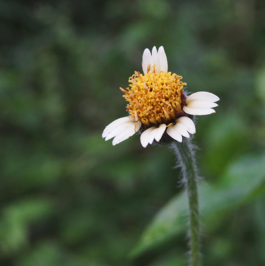 dying daisy