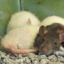 Photo - Resting Rodents