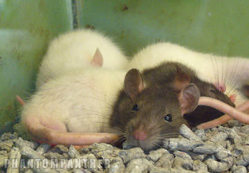 Photo - Resting Rodents