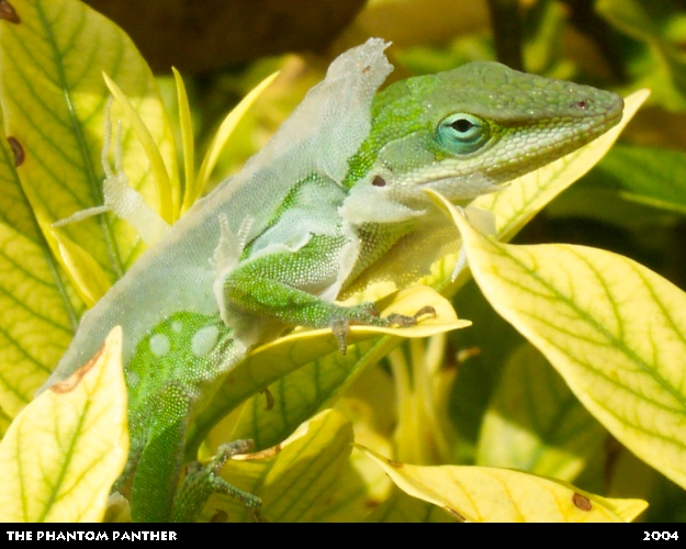 Lizard shedding it's skin 01