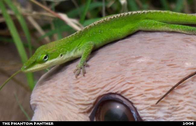 Lizard on a Fake Bunny 03