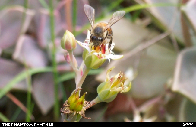 Another Bee Photo