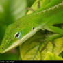 Lizard Photo 005