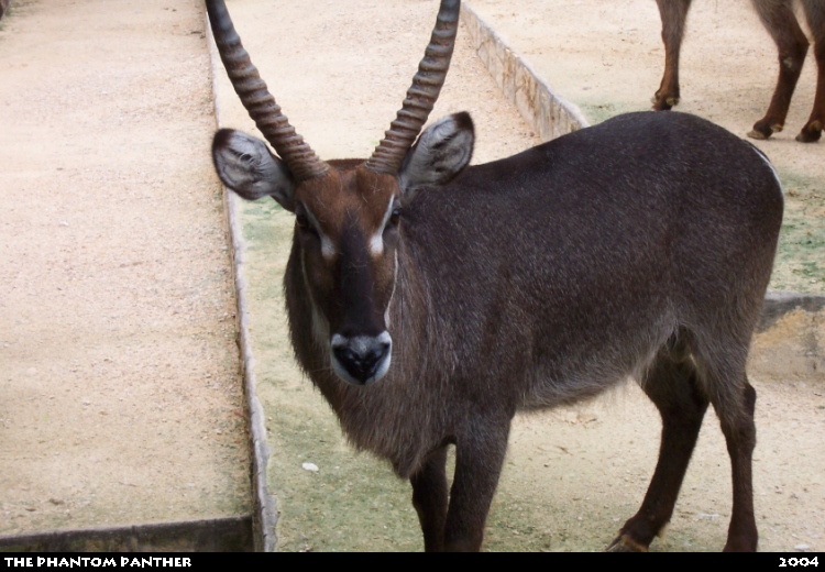 Zoo Photo - Hooved Animal 001