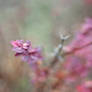 Pink flowers