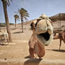 Camel says Oh