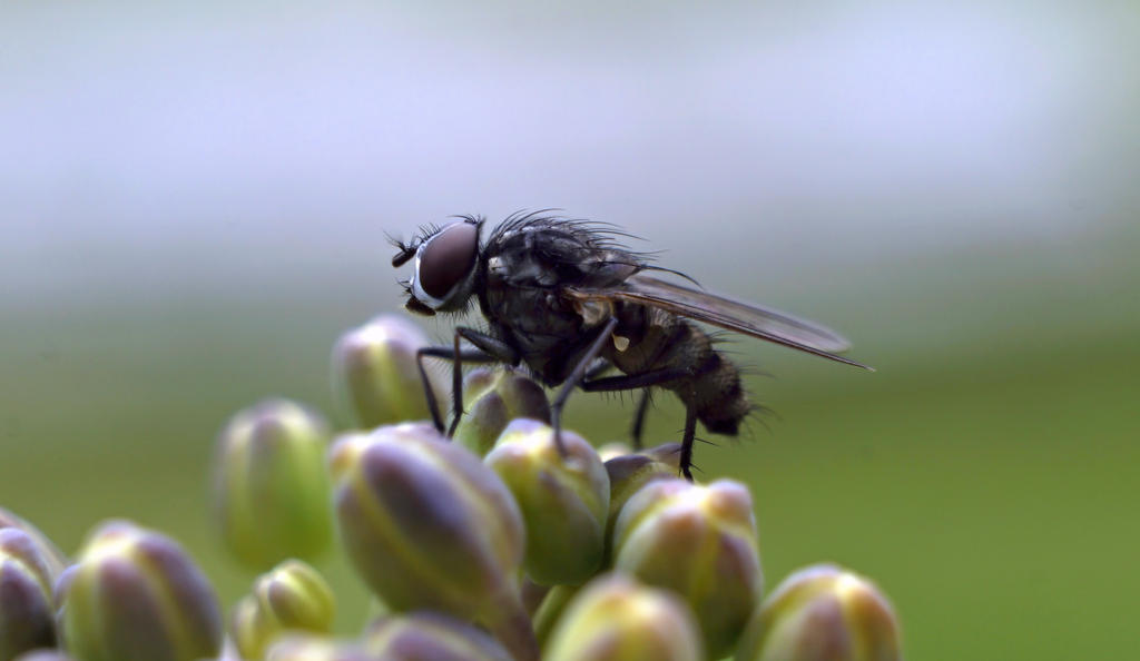 Resting Fly