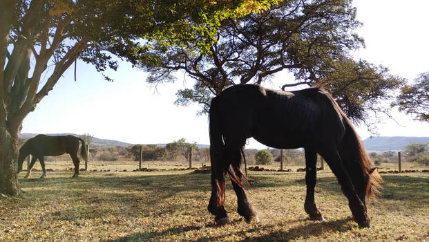 Good morning grazing 