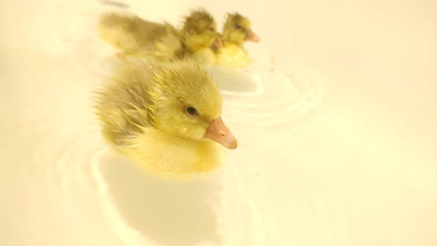 Gees in the tub 2