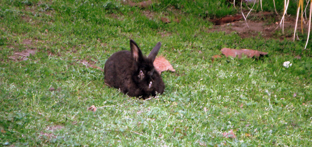 Black Rabbit by kAoTiCwOnDeR on DeviantArt