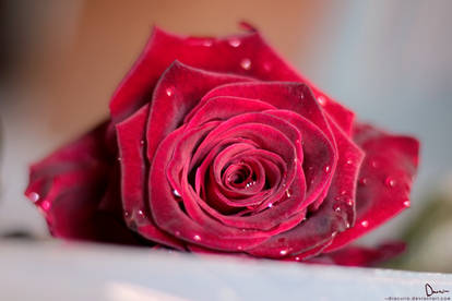 Red rose with water drops