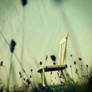 waiting for summer