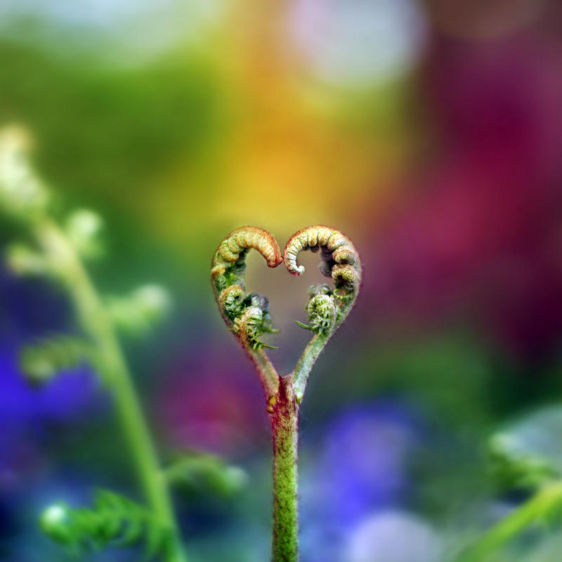 Красивое весеннее сердце. Сердечки в природе. Любовь к природе. Чудеса природы цветы. Макросъемка природа.