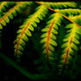 Fern 2