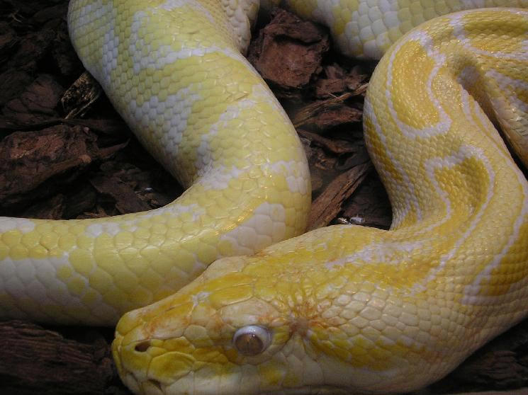Albino Hogsnot Python Albino Python by marigrace on DeviantArt