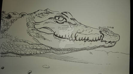 Crocodile 