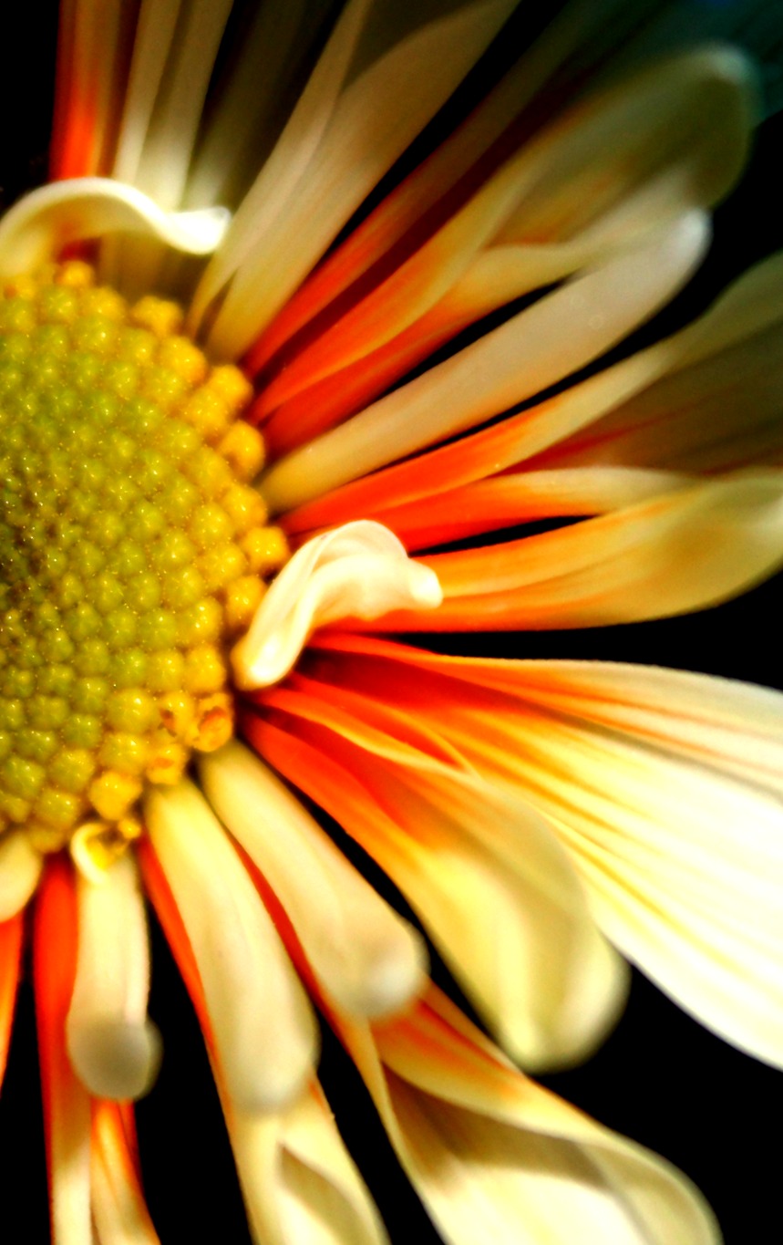 Orange and White Petals