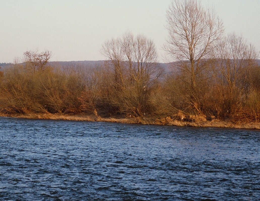 Winter leaves with the river