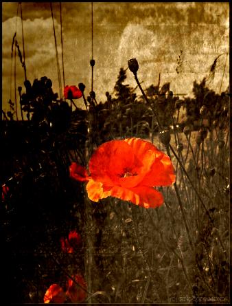 Dulce Et Decorum Est by ringosdiamond