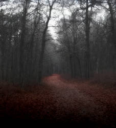 the foggy path