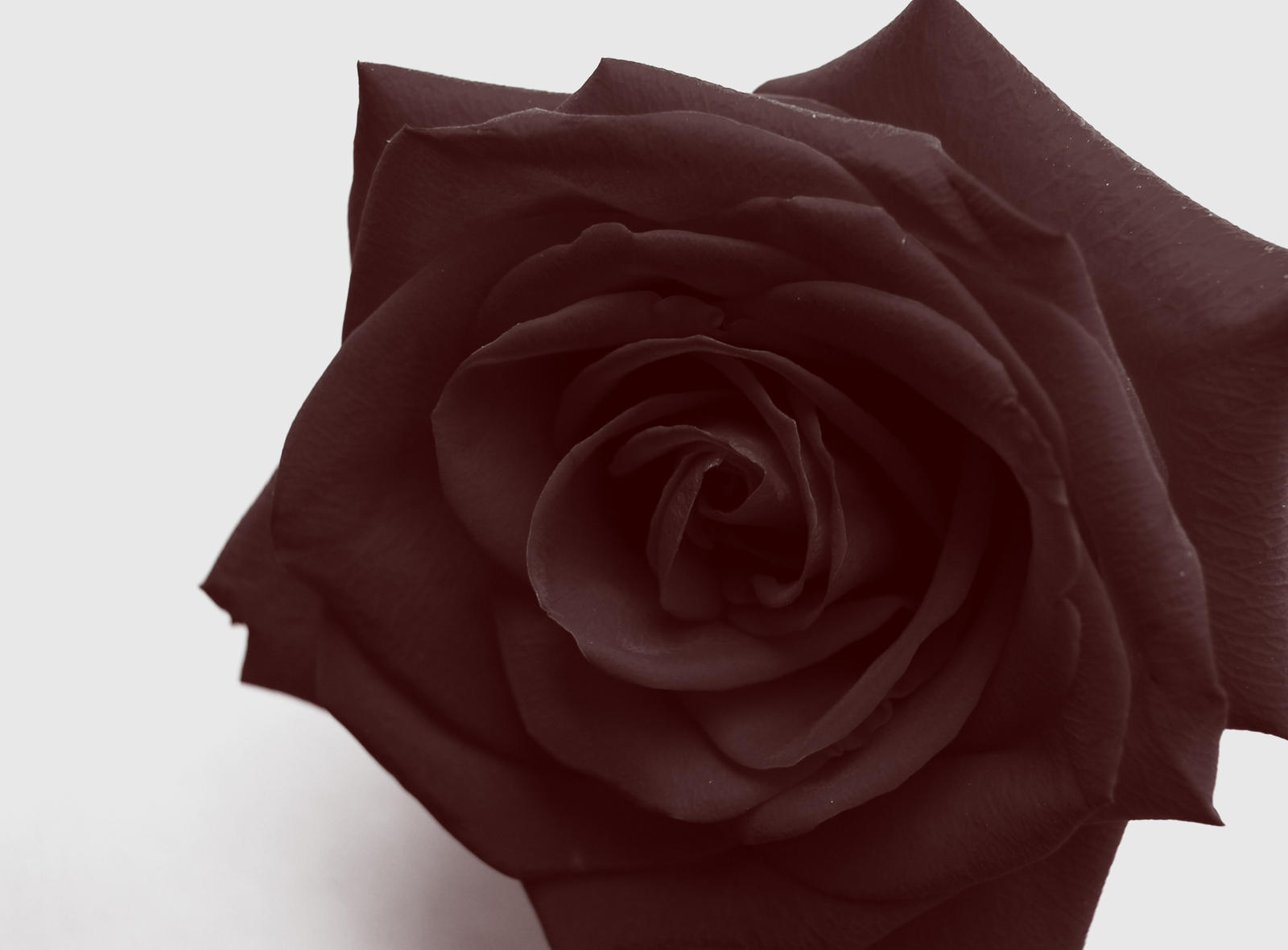 deep red rose