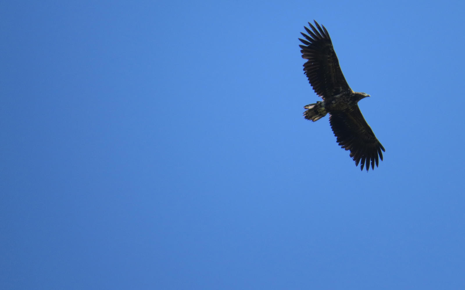 haliaeetus albicilla