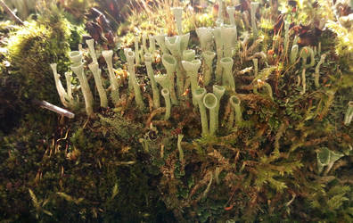 Cladonia