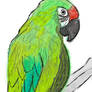Military macaw