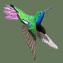 Black-throated mango