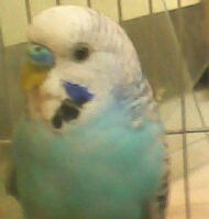 Parakeet 4