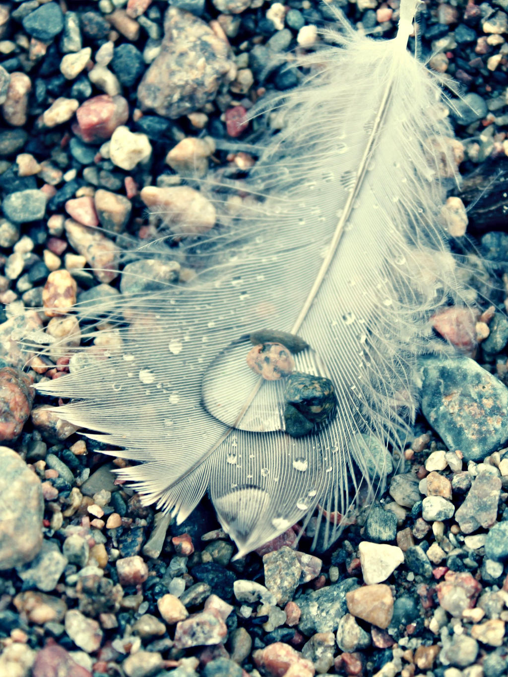 Feather Drop