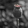 Poppy Seed Pod