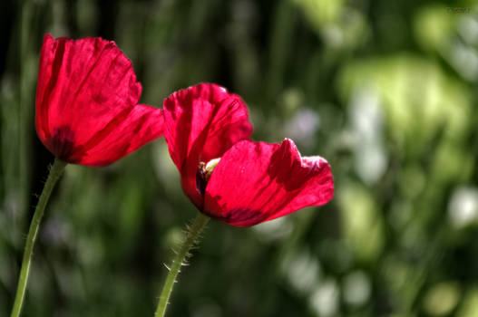 Good Morning Poppies