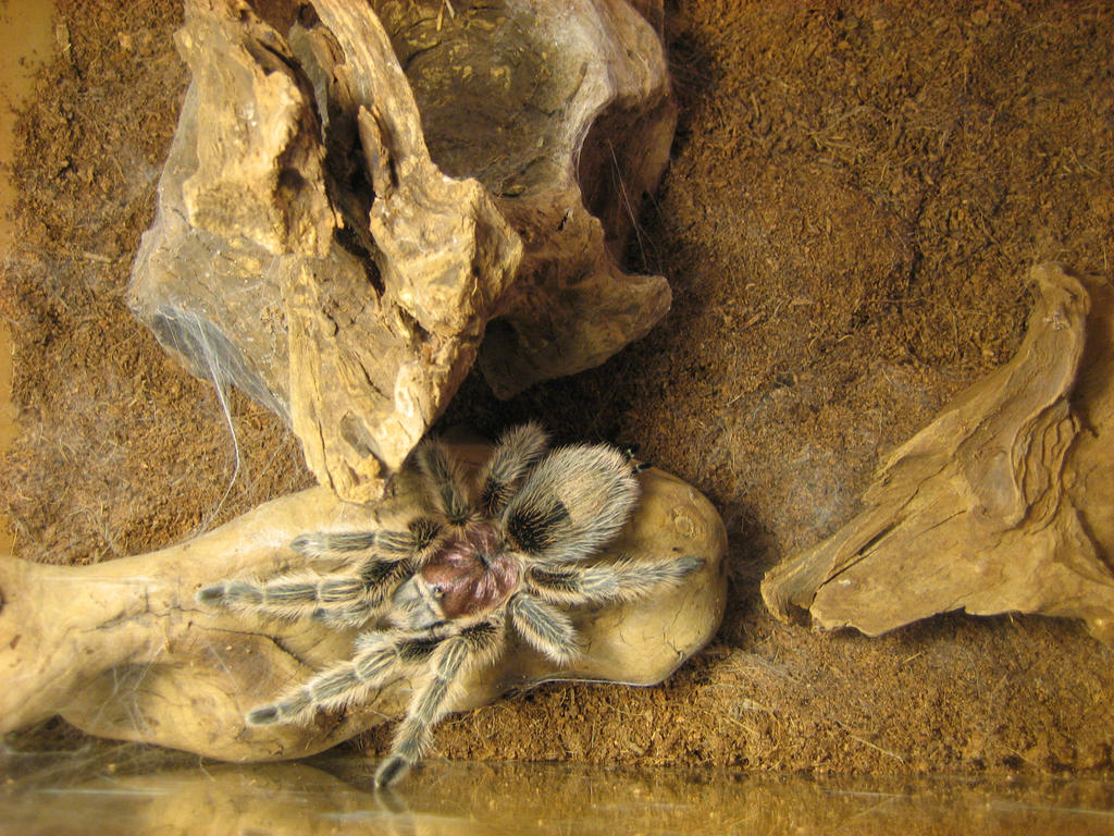 fune-stock_tarantula2 by Fune-Stock