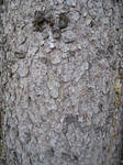 fune-stock_bark1of2 by Fune-Stock