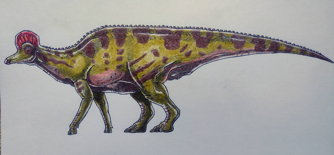 Corythosaurus Casuarius By Thiiredrawn On DeviantArt corythosaurus-casuarius-by-thiiredrawn-on-deviantart