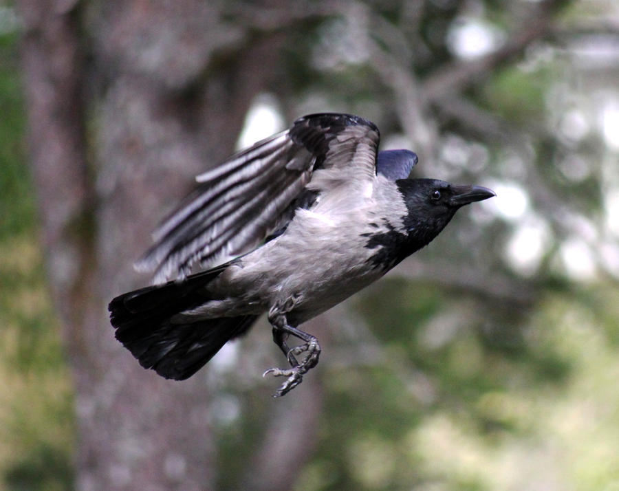 Flying crow