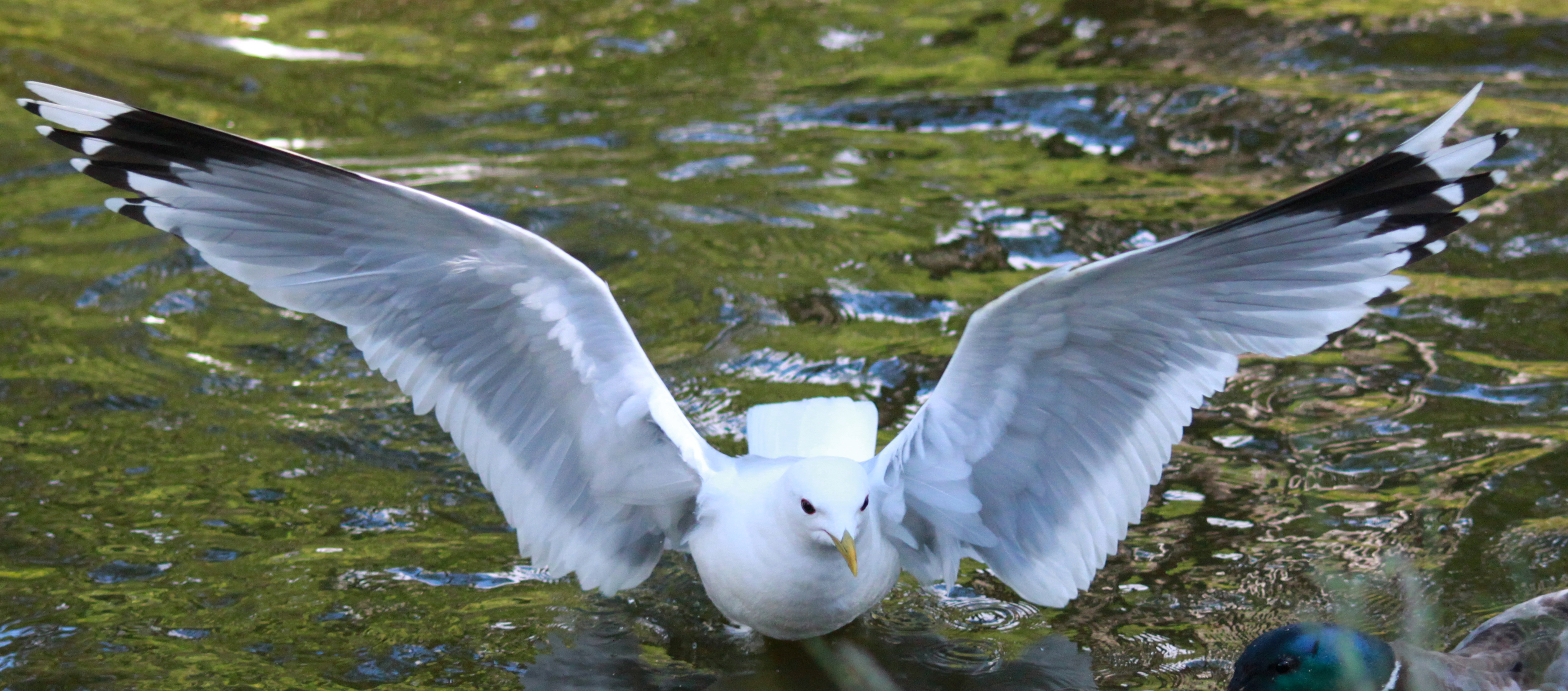 Wings